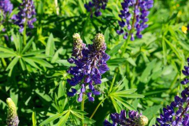 Chamaenerion angustifolium (İvan çayı) Rusya 'da yeşil bir çim tarlasında yetişen mor çiçekli bitki