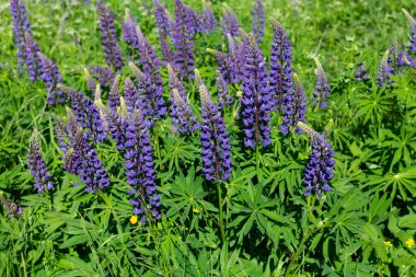 Chamaenerion angustifolium (İvan çayı) Rusya 'da yeşil bir çim tarlasında yetişen mor çiçekli bitki