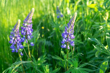 Chamaenerion angustifolium (İvan çayı) Rusya 'da yeşil bir çim tarlasında yetişen mor çiçekli bitki