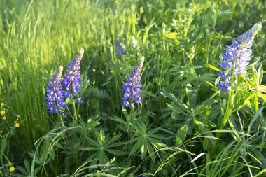 Chamaenerion angustifolium (İvan çayı) Rusya 'da yeşil bir çim tarlasında yetişen mor çiçekli bitki