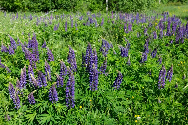 Chamaenerion angustifolium (İvan çayı) Rusya 'da yeşil bir çim tarlasında yetişen mor çiçekli bitki