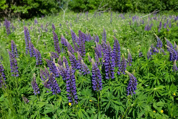 ロシアの緑の草原に紫色の花を咲かせるChamaenerion Angustifolium Ivan茶 — ストック写真