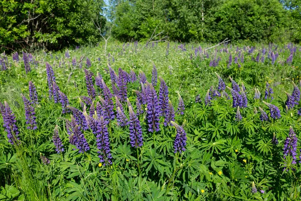 Chamaenerion angustifolium (İvan çayı) Rusya 'da yeşil bir çim tarlasında yetişen mor çiçekli bitki