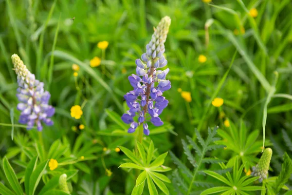 Rusya 'da yeşil bir alanda yetişen mor çiçekli Chamaenerion angustifolium (Ivan çayı) bitkisi