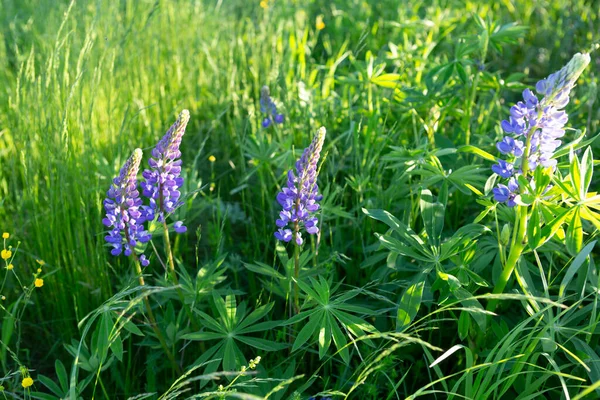 Chamaenerion angustifolium (İvan çayı) Rusya 'da yeşil bir çim tarlasında yetişen mor çiçekli bitki