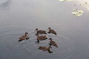 Vahşi kahverengi yaban ördeği, su yüzeyinde yüzen altı kişilik bir sürüde amatörce dişi ördekler.