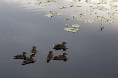 Vahşi kahverengi yaban ördeği, su yüzeyinde yüzen altı kişilik bir sürüde amatörce dişi ördekler.