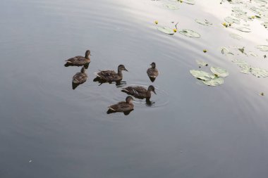 Vahşi kahverengi yaban ördeği, su yüzeyinde yüzen altı kişilik bir sürüde amatörce dişi ördekler.