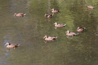 Vahşi kahverengi yaban ördeği, su yüzeyinde yüzen dokuz kişilik büyük sürüdeki dişi ördekler.