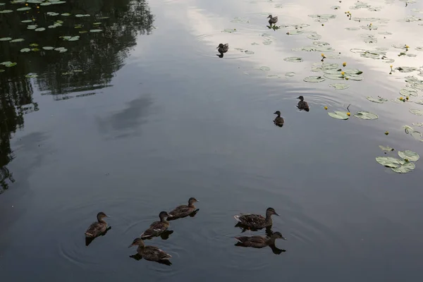 Ánade Real Marrón Salvaje Incursionando Patos Hembra Una Bandada Seis — Foto de Stock