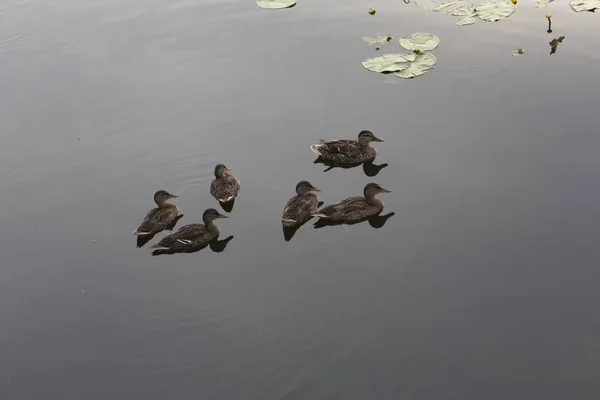 Άγρια Καφέ Mallard Dabbling Θηλυκά Πάπιες Ένα Σμήνος Έξι Κολύμπι — Φωτογραφία Αρχείου