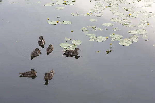 Άγρια Καφέ Mallard Dabbling Θηλυκά Πάπιες Ένα Σμήνος Έξι Κολύμπι — Φωτογραφία Αρχείου