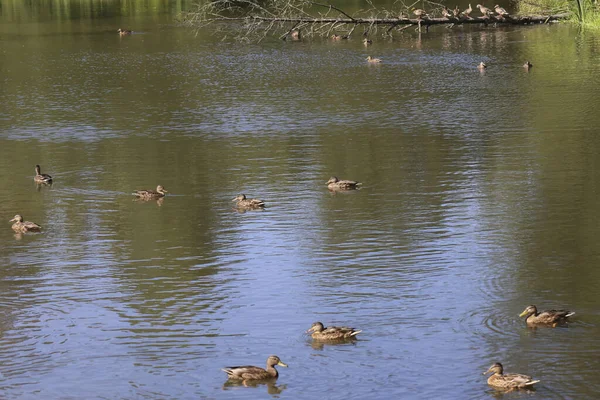 Wilde Braune Stockente Tuschelt Entenweibchen Großer Schar Schwimmt Auf Einer — Stockfoto