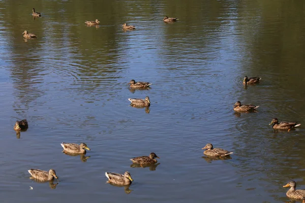 在池塘水面上游泳的十七只大群野鸭中 野性的褐色野鸭在涉猎雌鸭 — 图库照片