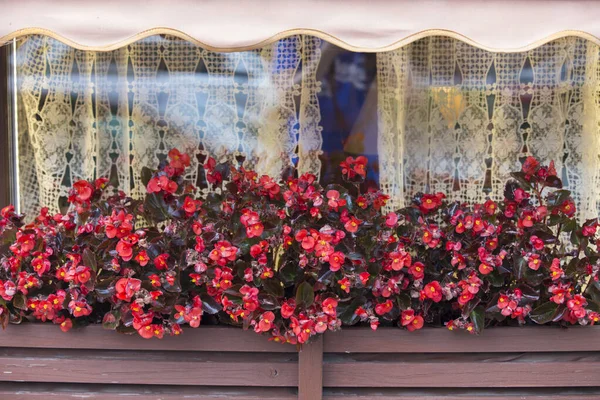 Vörös Jég Begónia Semperflorens Virágok Burgundi Levelek Barna Kosár Egy Stock Kép