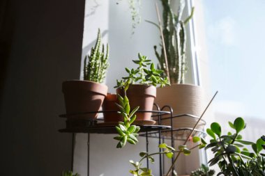 sedum adolphii sulu bitki kahverengi kilden demlikte opuntia sobulata ve Monacantha ile pencere pervazında