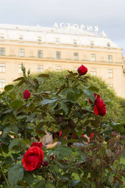 Petersburg Russland 2021 Rote Rosensträucher Mit Wunderschönen Lebendigen Blüten Blütenblättern — Stockfoto