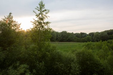 Güzel doğa. Yeşil ağaçlı ağaçlar, yeşillikler, çimen tarlaları ve arka planda bulutlar. Öğleden sonra Pokrovskoe Streshnevo şehir parkındaki manzara manzarası, Moskova, Rusya