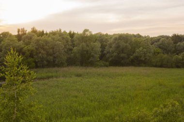 Güzel doğa. Yeşil ağaçlı ağaçlar, yeşillikler, çimen tarlaları ve arka planda bulutlar. Öğleden sonra Pokrovskoe Streshnevo şehir parkındaki manzara manzarası, Moskova, Rusya