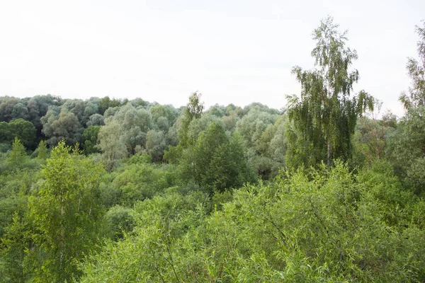 美しい自然 背景に緑の木々の葉 草原や雲と森 Pokrovskoe Strshnevo都市森林公園 モスクワ ロシアの午後のパノラマ風景 — ストック写真