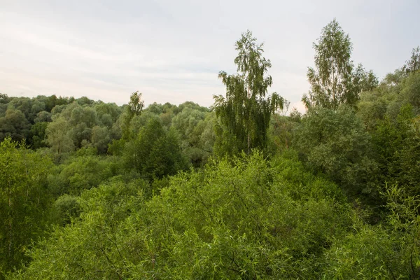 美しい自然 背景に緑の木々の葉 草原や雲と森 Pokrovskoe Strshnevo都市森林公園 モスクワ ロシアの午後のパノラマ風景 — ストック写真