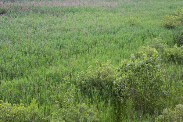 Beautiful Nature Grass Meadow Field Trees Green Foliage Filled Frame — стоковое фото
