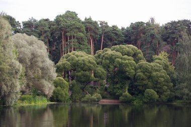 Göl göleti, beyaz ve çatlak Brittle söğütleri (tükürük albası ve nargilis bullata), arkada çam ağaçları. Serebryany Bor 'daki manzara manzarası (Gümüş Pinewood) orman parkı. Khoroshevskoye, Moskova, Rusya