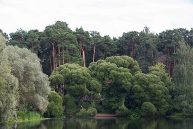 Göl göleti, beyaz ve çatlak Brittle söğütleri (tükürük albası ve nargilis bullata), arkada çam ağaçları. Serebryany Bor 'daki manzara manzarası (Gümüş Pinewood) orman parkı. Khoroshevskoye, Moskova, Rusya