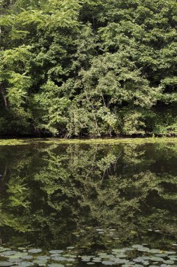Ağaçların yeşil yaprakları göle yansıyor. Serebryany Bor 'daki (Gümüş Pinewood) manzara manzarası. Khoroshevskoye, Moskova, Rusya