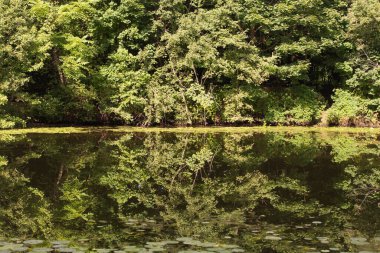 Ağaçların yeşil yaprakları göle yansıyor. Serebryany Bor 'daki (Gümüş Pinewood) manzara manzarası. Khoroshevskoye, Moskova, Rusya