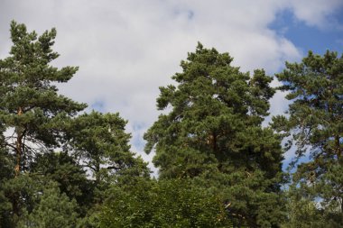 Yeşil yapraklı uzun çam ağaçları ve mavi gökyüzünde bir ormanda dallar ve beyaz bulutlar.