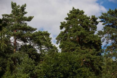 Yeşil yapraklı uzun çam ağaçları ve mavi gökyüzünde bir ormanda dallar ve beyaz bulutlar.