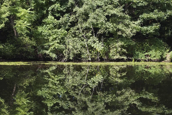 Woods Trees Green Foliage Reflected Lake Pond Filled Frame Landscape — стоковое фото