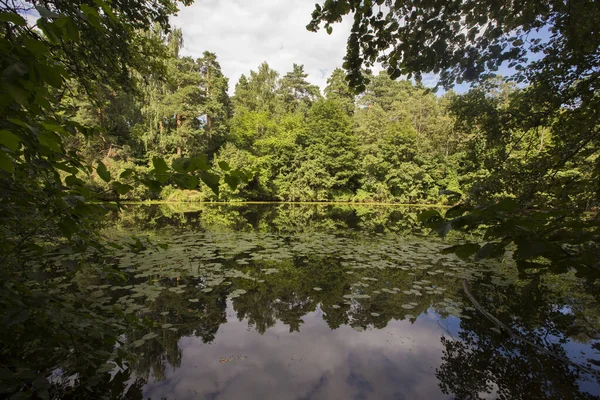 Lake Pond Surrounded Woods Trees Green Leaves Foliage Filled Frame — стоковое фото