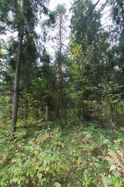 Ağaçlı orman bitkileri, yeşil yapraklar yapraklar, çalılar, çimenler ve bitkiler çerçeve arka plan kağıdıyla doldurulmuş  