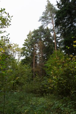 Ağaçlı orman bitkileri, yeşil yapraklar yapraklar, çalılar, çimenler ve bitkiler çerçeve arka plan kağıdıyla doldurulmuş  