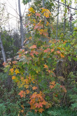 yeşil turuncu kırmızı akçaağaç yaprakları bir ağacın dalında yakın plan duvar kağıdı resmi