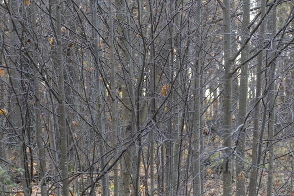Floresta Mística Outono Com Fileiras Árvores Nuas Com Troncos Finos — Fotografia de Stock