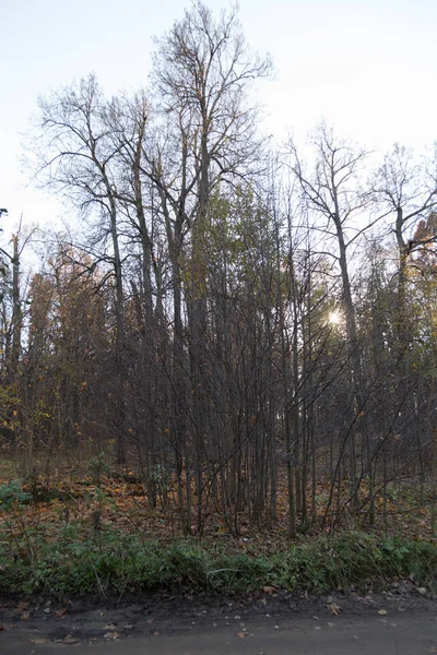 Kuru Sarı Sonbahar Yapraklarıyla Orman Ağaçları Güneş Dalların Arasından Parlayarak — Stok fotoğraf