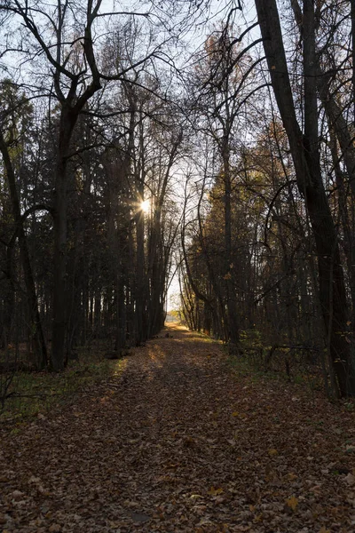 Lesní Stezka Zelenými Suchými Žlutými Podzimními Listy Slunečními Paprsky Paprsky — Stock fotografie