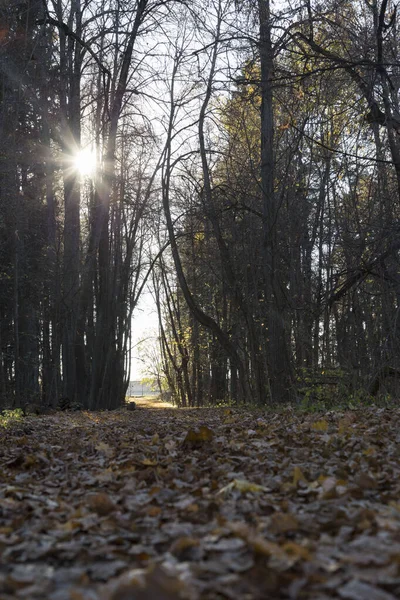 Sentier Forestier Avec Feuilles Automne Vertes Jaunes Sèches Rayons Soleil — Photo