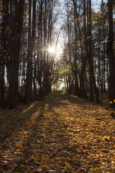 Sentier Forestier Avec Feuilles Automne Vertes Jaunes Sèches Rayons Soleil — Photo