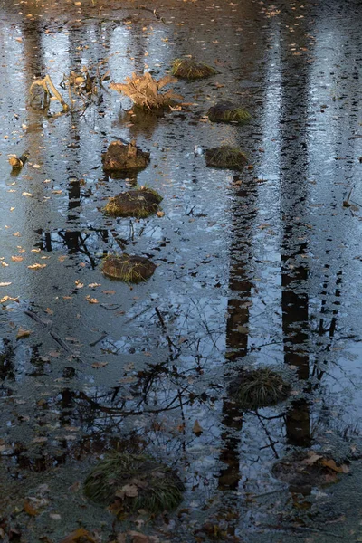 Vannoverflate Sumpsump Dekket Med Gule Tørre Høstblader Grønt Slim Refleksjon – stockfoto