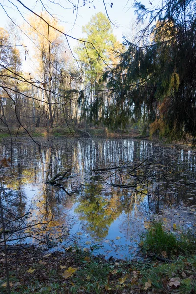 Ağaçlarla Dallarla Dolu Sonbahar Bataklık Göleti Gölgeleri Oluşturur Yüzeyine Yansıtır — Stok fotoğraf
