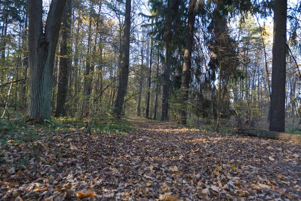 緑と乾燥した黄色の紅葉を背景に木々や枝が立ち並ぶ森の道 — ストック写真