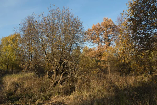 枝に黄色の葉を持つ木 澄んだ青い空の背景に乾いた茶色の草 田舎の森の中の晴れた秋の日 — ストック写真