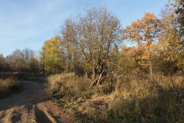 枝に黄色の葉を持つ泥の道と木 澄んだ青い空の背景に乾燥した茶色の草 田舎の森の中の晴れた秋の日 — ストック写真