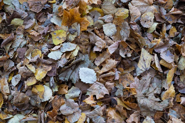 Pile Brown Yellow Dry Leaves Ground Surface Seasonal Filled Frame — Stockfoto