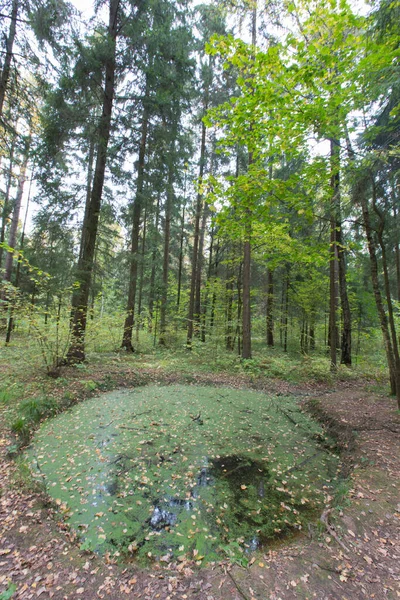 Lagoa Pântano Verde Com Árvores Galhos Folhas Amarelas Estrada Trilha — Fotografia de Stock
