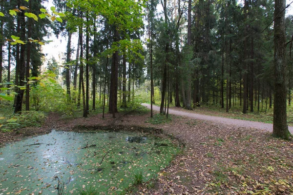 Ağaçlar, dallar, sarı yapraklar ve ormana giden dar patikalı yeşil bataklık göleti. Meshersky Orman Parkı. Moskova, Rusya